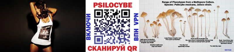 Псилоцибиновые грибы Psilocybine cubensis  Сокол 